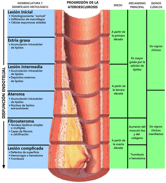 Placas de colesterol