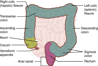 Intestino grueso