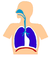 Movimientos respiratorios de inspiración y espiración