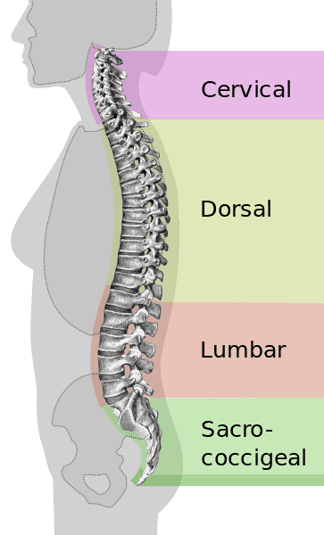 Nervios espinales o raquídeos